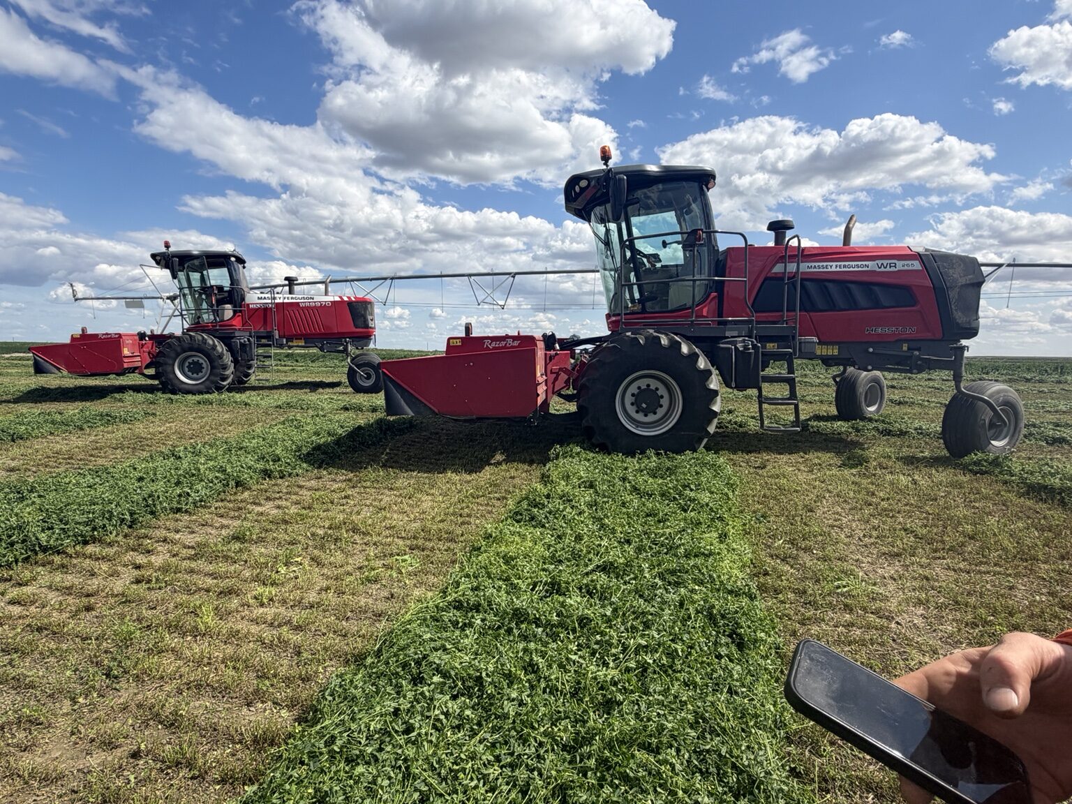 Two Massey Ferguson windrowers working in a field